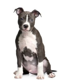 blue and white pit bull pup