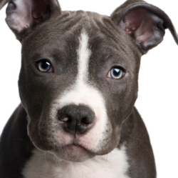 blue pitbull pup