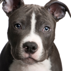 pitbull gray with blue eyes