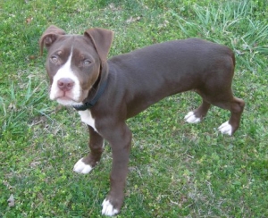 chocolate pit bull puppy