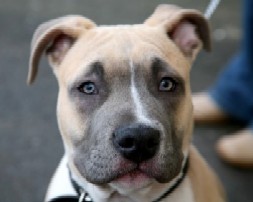 fawn pit bull with blue mask