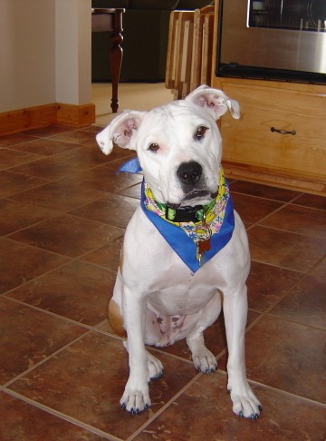 white pit bull sitting