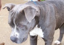 blue-nose-pitbull-puppy