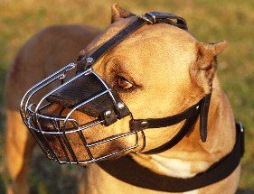 muzzled pit bull