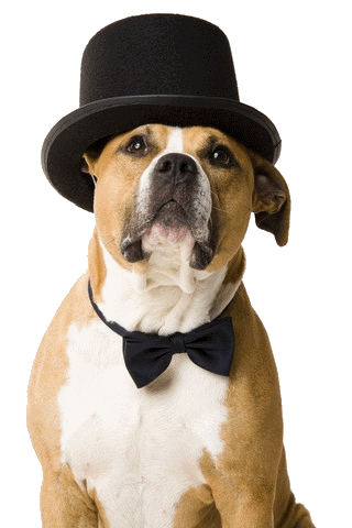 pit bull with hat