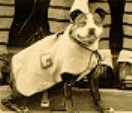 Sergeant Stubby at Georgetown University