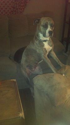 Yes, I sit like a human!