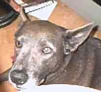 Pewter, about five years ago?  Probably  10 years old??