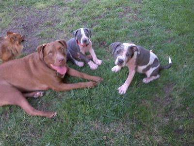 Tyson, Chance and Hope