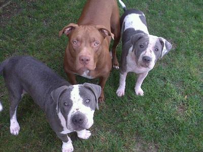 Tyson, Chance and Hope