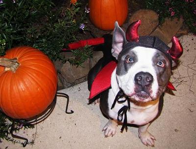 Diablo in the Pumpkin Patch!