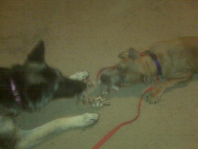 Emira and Zena (GSD) nose to nose