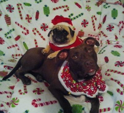 Merry Christmas from Fletcher and Bubba!