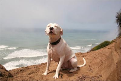 Peck squints on a rare sunny day at Fort Funston