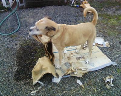 rip'n up coardboard make'in a mess, and proud of it!