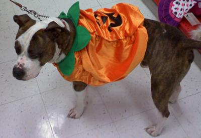 Mac the Pumpkin Pup