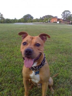 Tank (Colby Pitbull)