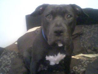 I am on Mommy & Daddy's bed ha ha