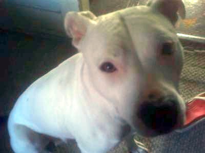 Athena - Precious Pit Bull