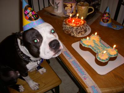 KANGO'S 2ND BIRTHDAY