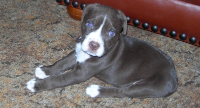 Merlin - The Pitbull Puppy Who Came to Stay