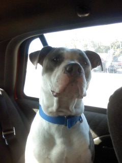 Perseus in the back seat of my car.