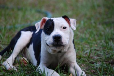 Happy Pit