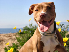 red nosed pitbull