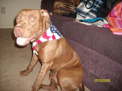 American Pit Bull Terrier, and it was the 4th of July 