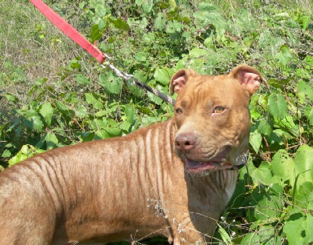 red pitbull photo