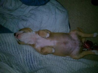 Roxie's favorite way to sleep.  