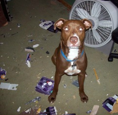 just one of the many destructive chew session he has when i fall asleep and hes not crated