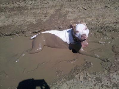 One dirty dog :)