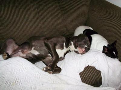 Smokey and Beavis napping