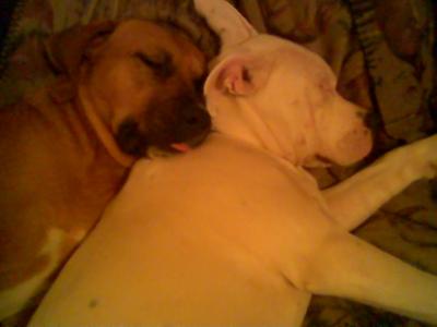 dixi and red sleeping (best friends)