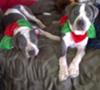 Chance and Hope - Christmas 2010