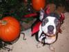 Diablo in the Pumpkin Patch!