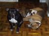 Chaus (blue pit) Shady bear (brindle bulldog) Momma Cita (Black Pit)