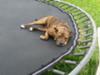 Karma on HER trampoline