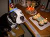 KANGO'S 2ND BIRTHDAY