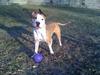 Outside with his fave ball