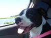 Delta enjoying her car ride!=)