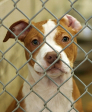 pitbull animal shelter