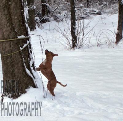 Badger little over 1yr of age chased a squirrel up the tree lol