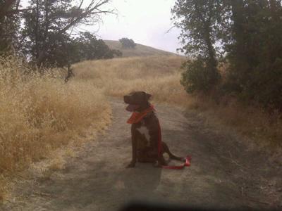Tyty on his hike.