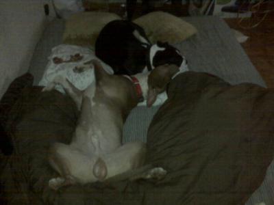 Aston and Delilah alseep