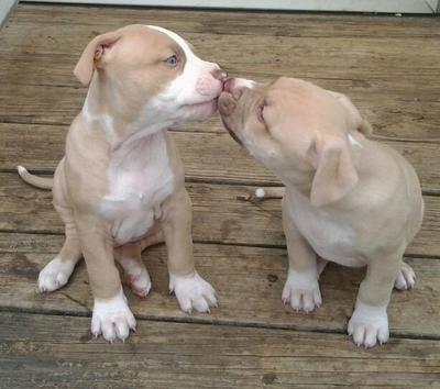 diamond in the runt kissing her brother jasper