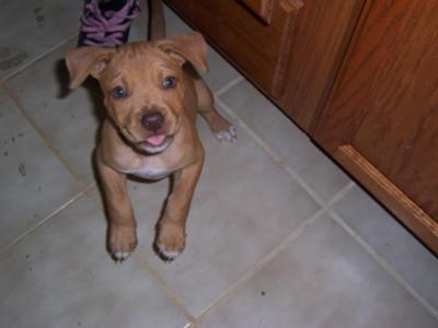 Dancing for a treat, one of his more active moments as a pup!