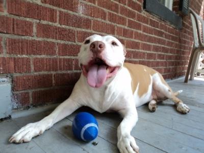 Duke with his favorite ball