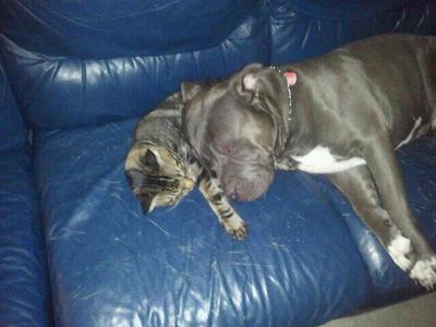 Pibble and kitty love